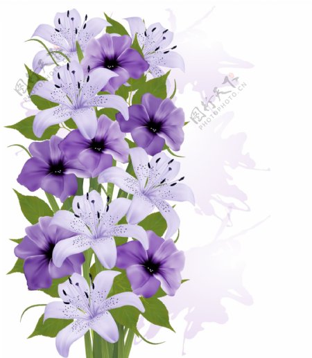 唯美紫色的百合花植物