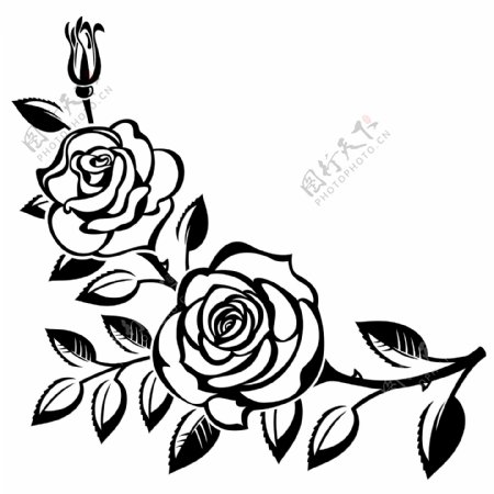 黑白时尚玫瑰花植物