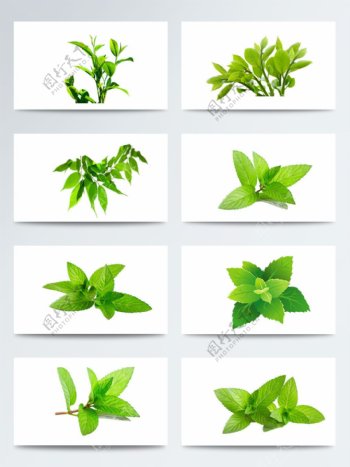绿色叶子茶叶绿茶叶PNG元素