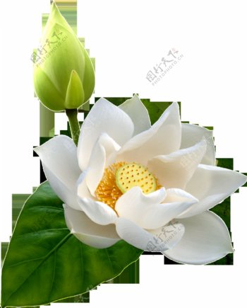 一朵绽放的美丽白莲花透明素材