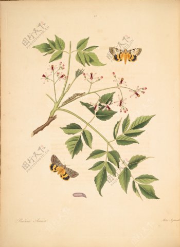 蝴蝶植物图谱