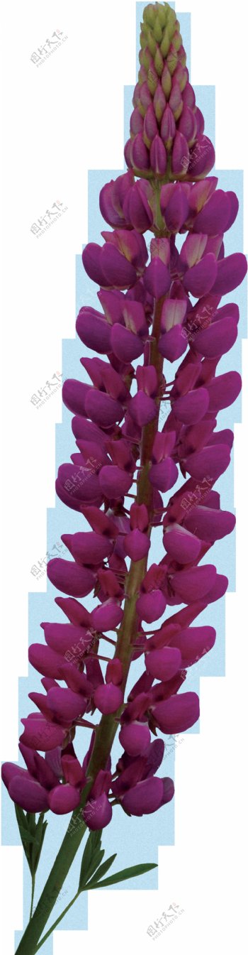 手绘紫红色花蕾花枝png透明素材