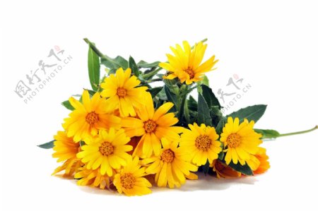 黄色新鲜菊花png元素