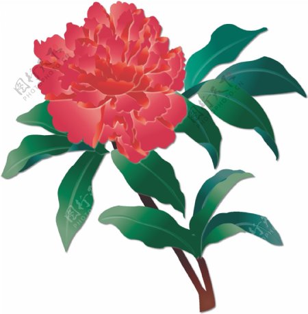手绘花之国花雍容华贵红牡丹可商用元素