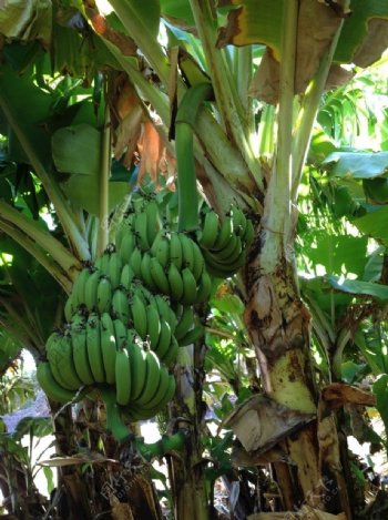 进口香蕉树