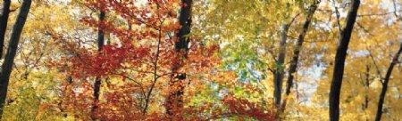 植物素材森林树木设计秋天