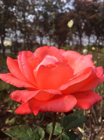 一枝独秀橙色玫瑰花月季花