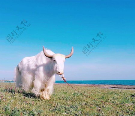珍稀白牦牛