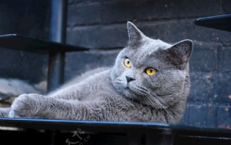 大胖蓝猫烟头猫