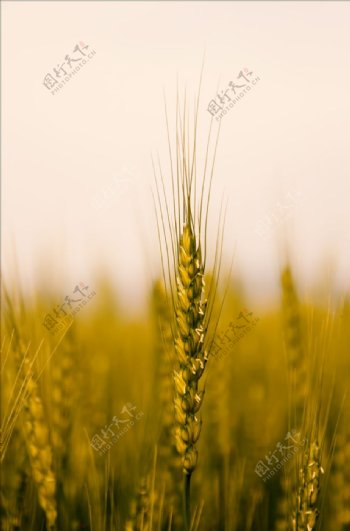 麦穗水稻