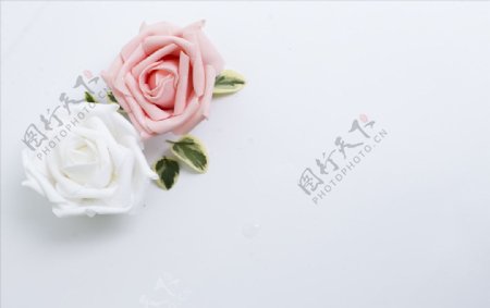 粉白色玫瑰花清爽背景JPG