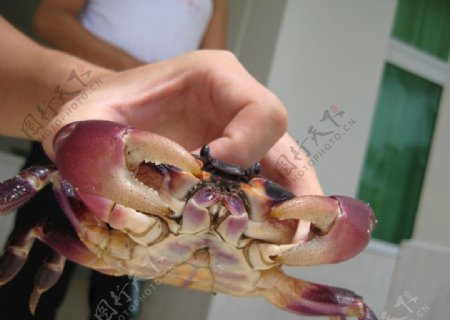 实拍生物图鉴之紫色海蟹角度2