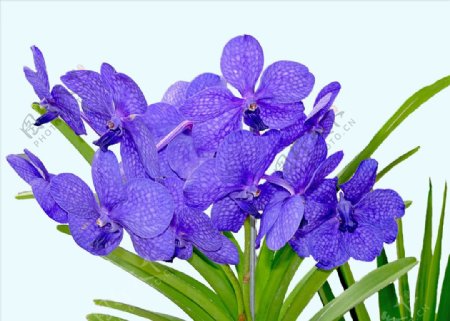 紫色的蝴蝶兰