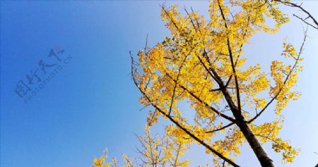 黄树叶蓝天