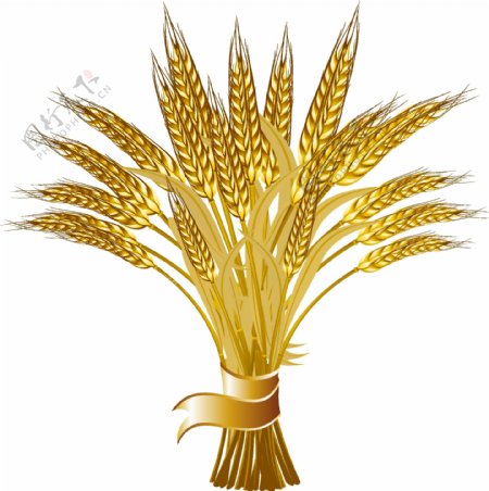 手拎成熟的金色小麦