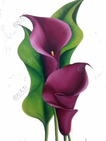 紫色马蹄莲主题元素