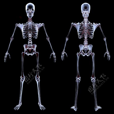 X射线下的人体骨骼