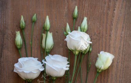 美丽的白色玫瑰花