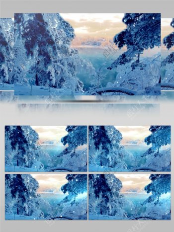 浪漫雪景飘雪松树林视频素材