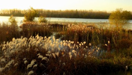 湿地晚影
