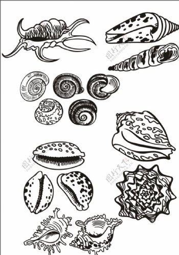 手绘线描海螺