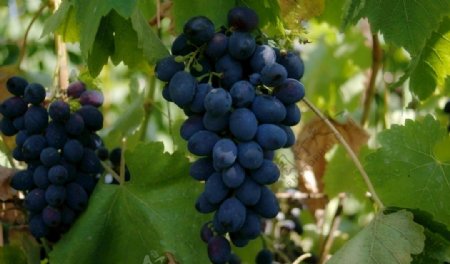 黑葡萄成熟
