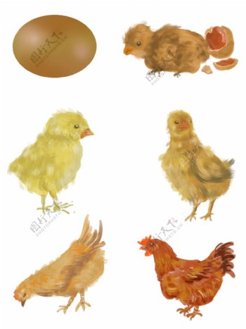 手绘鸡蛋变小鸡变母鸡孵化成长过程免扣素材