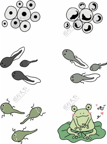 可爱卡通萌系青蛙蝌蚪生长过程图可商用元素