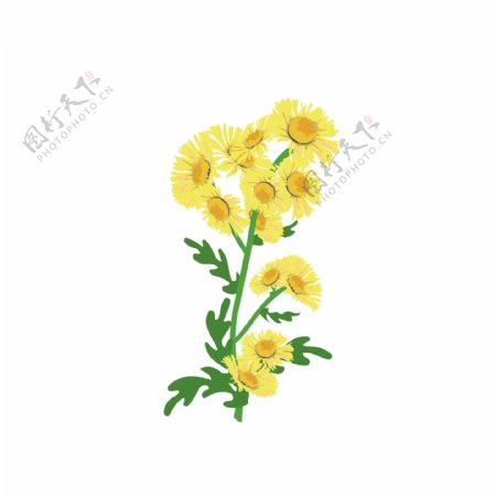 卡通写实观赏植物黄色小菊花