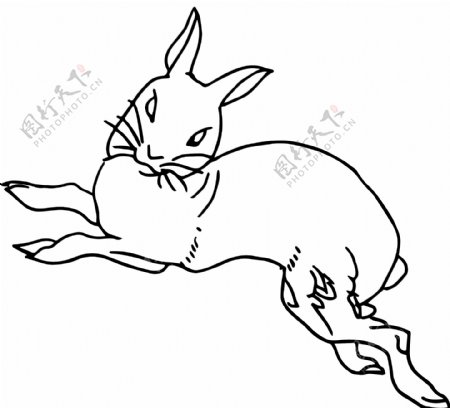 十二生肖兔动态手绘黑白线条