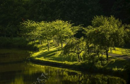 绿色湖畔自然景观