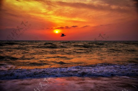 日出和日落海鸟海浪大自然