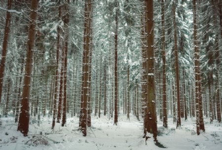 树林雪景