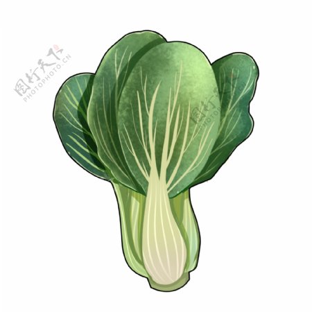 手绘油菜蔬菜插画