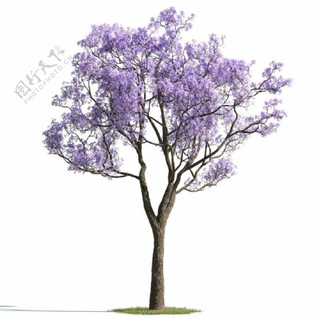 紫色花无叶大树模型素材