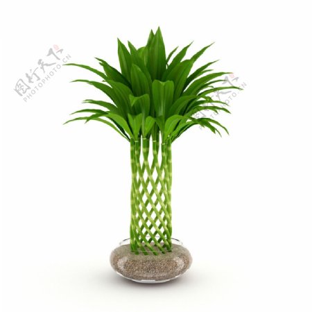 绿色植物水竹3d模型
