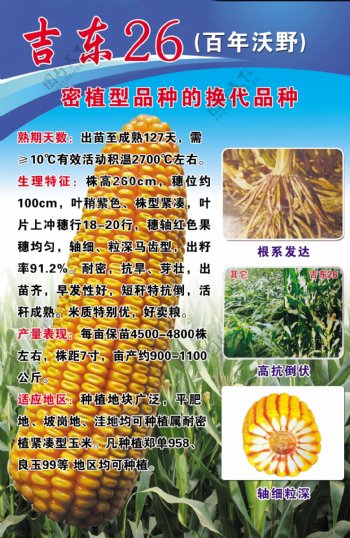 玉米种海报