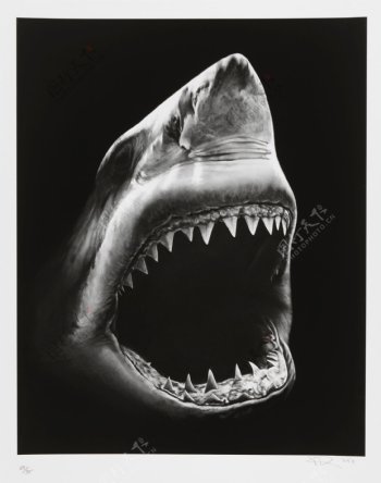 黑白线条鲨鱼画