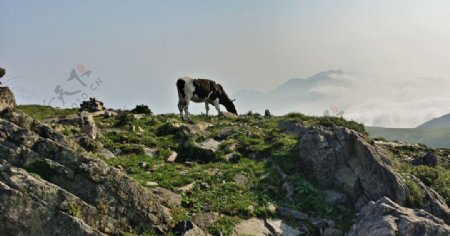 北京灵山上的牛