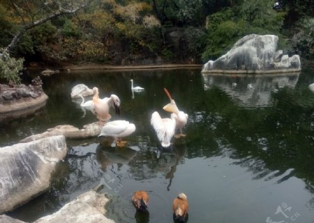 鸳鸯鸟山水湖