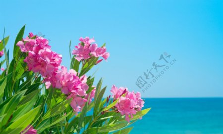 粉色的海仙花