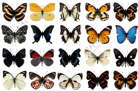 蝴蝶图片素材蝴蝶分类素材