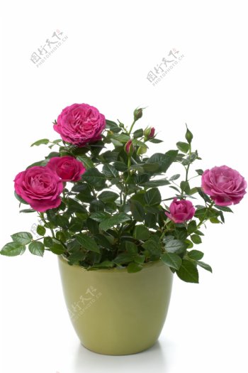 花盆里的玫瑰花