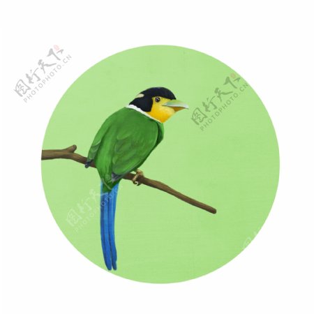 各种风格类型鸟类元素手绘插画