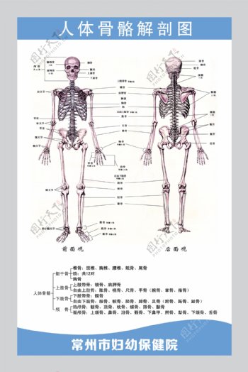 人体骨骼解剖图