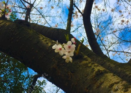 黄冈龙王樱花盛开美翻整个春天