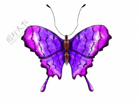 紫色蝴蝶装饰插画