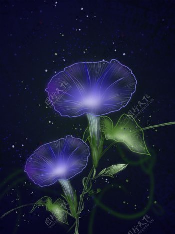 唯美植物独特透明感神秘紫色牵牛花背景