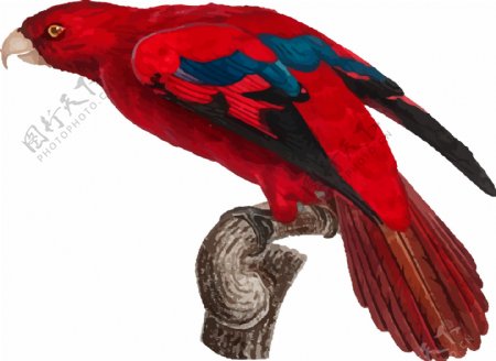 鸟类鹦鹉手绘矢量彩色红色元素