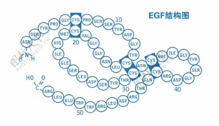EGF结构图